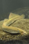 rivierprik