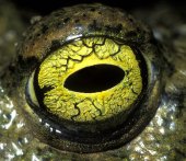 Oog van rugstreeppad