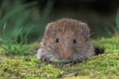 Ondergrondse woelmuis komt kijken