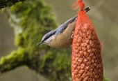 Boomklever op voederplaats