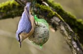 Boomklever op voederplaats