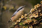 Boomklever op vermolmde boom met houtzwammen