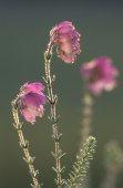 Bloemetjes van dophei