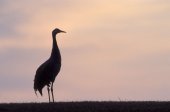 Kraanvogelsilhouet