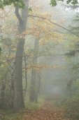 Beukendreef in de herfst