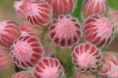 Bloemknoppen van huislook
