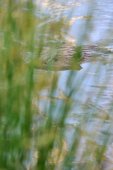 Bever speelt verstoppertje