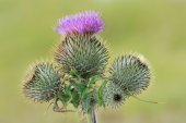 Bloem van Speerdistel