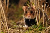 Hamster