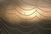 Spinneweb met dauwdruppels
