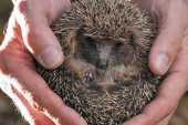 Jonge egel