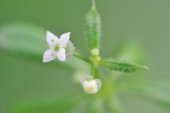 Kleefkruid