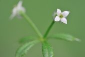Kleefkruid