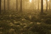Kraaiheide - grove dennenbos