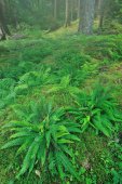 Dubbelloof in Schots bos