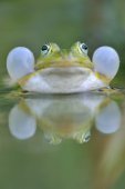 Kwakende groene kikker