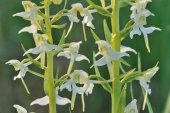 Bergnachtorchis