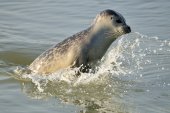 Opspringende zeehond