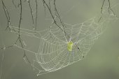 Spinnenweb met dauwdruppels