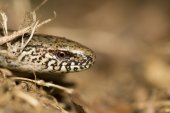 Hazelworm