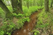 Zwarte beek