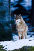 Wolf aan bosrand