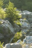 De Cevennes