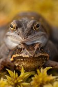 Heikikkers in amplexus