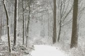 Lembeekse bossen