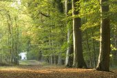 Drongengoedbos