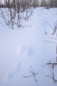 Spoor van sneeuwhaas in de sneeuw