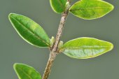 Tegenoverstaande blaadjes van Lonicera