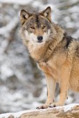 Portret van Wolf