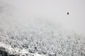 Lammergier boven Ordessa