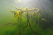 Mystiek onderwaterlandschap