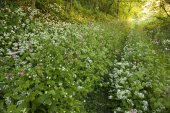 Holle weg  met daslook en dagkoekoeksbloem