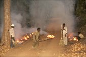 Slash & burn in Indische jungle