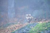 Wolf in de mist