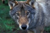 Kop van Wolf