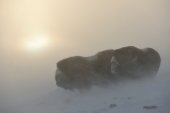 Muskusossen in sneeuwstorm