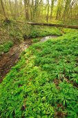 Bronbos in de Vlaamse Ardennen