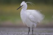 Uitschuddende Kleine zilverreiger