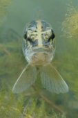 Snoek ligt op de loer