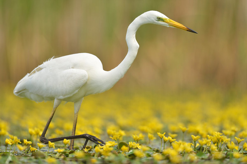 Grote Zilverreiger tussen Watergentiaan Grote Zilverreiger tussen Watergentiaan
