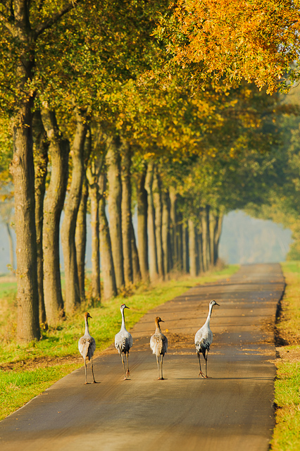 Migrating cranes Kraanvogels op trek