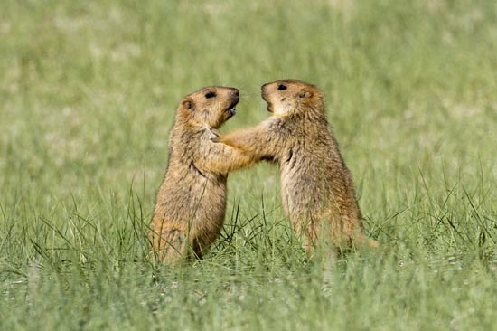 marmot