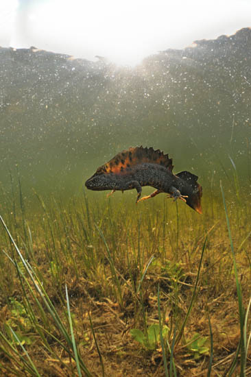 kamsalamander