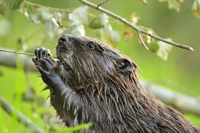 Etende Bever