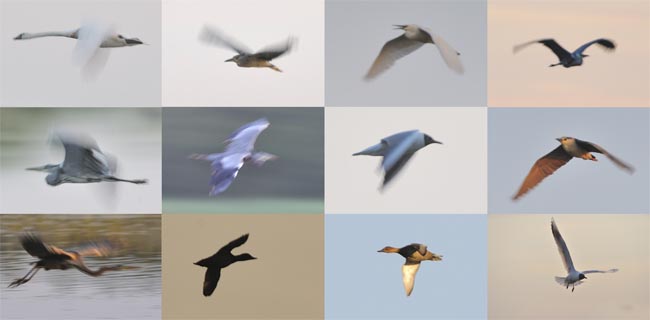 vogels
